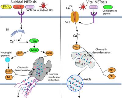 Cytoplasmic DNA and AIM2 inflammasome in RA: where they come from and where they go?